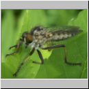 Neoitamus cyanurus - Raubfliege w05.jpg